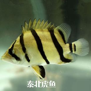 虎魚飼養|泰北虎魚養殖技巧 泰北虎魚飼養心得